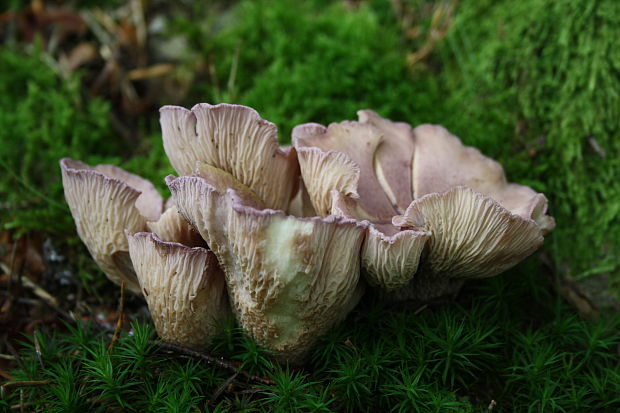 lievikovec kyjakovitý Gomphus clavatus (Pers.) Gray