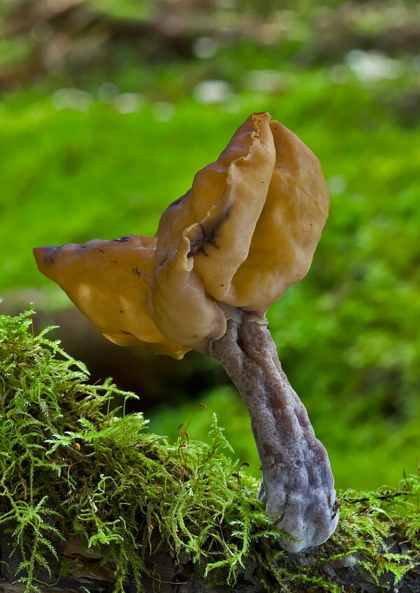 ušiak mitrovitý Gyromitra infula (Schaeff.) Quél.