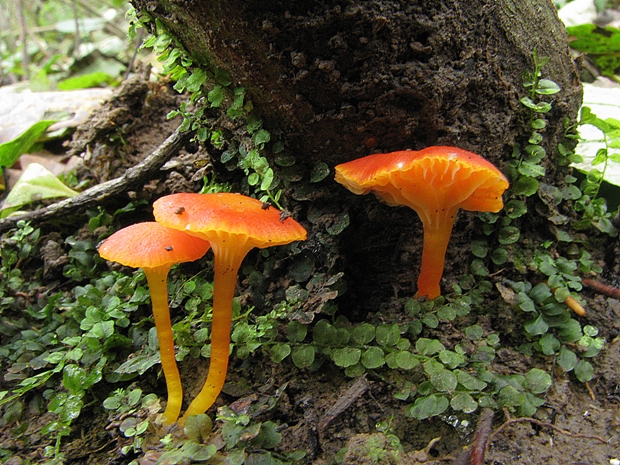 lúčnica Hygrocybe sp.