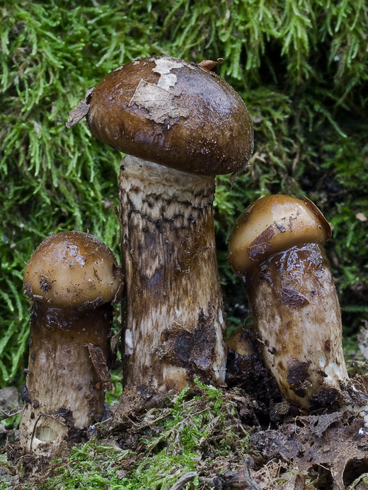 šťavnačka Persoonova? Hygrophorus persoonii?