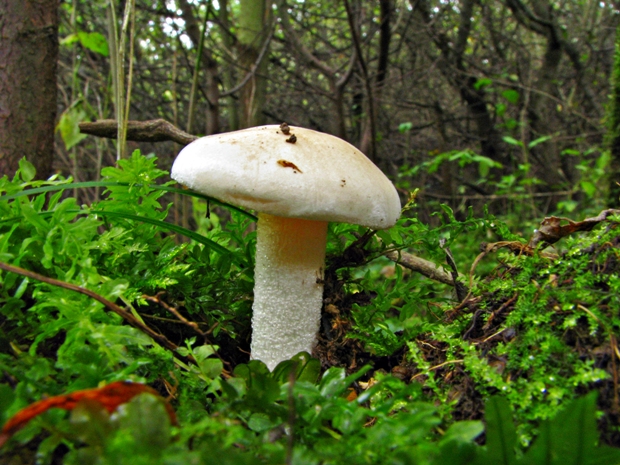 šťavnačka Hygrophorus sp.