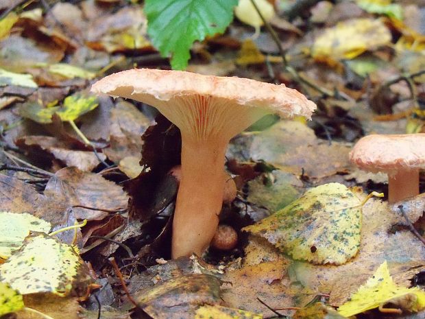 rýdzik Lactarius sp.