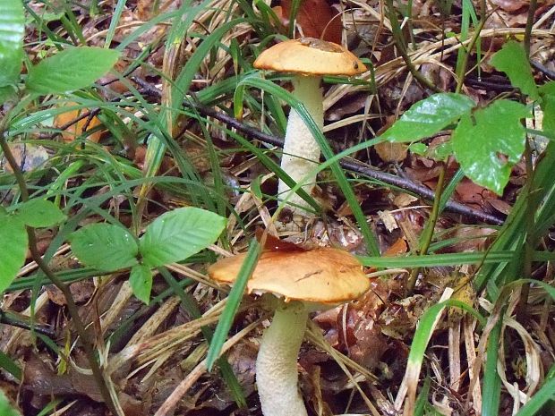 kozák osikový Leccinum albostipitatum den Bakker & Noordel.