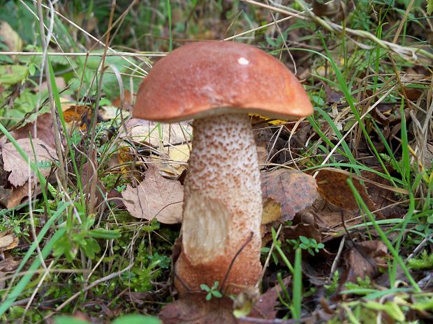 kozák dubový Leccinum aurantiacum (Bull.) Gray