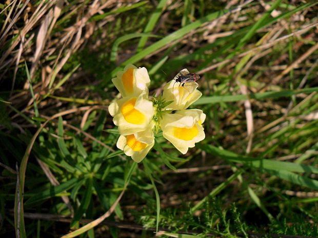 pyštek obyčajný Linaria vulgaris Mill.