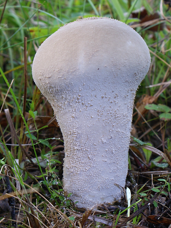 rozpadavec stopkatý Lycoperdon excipuliforme (Scop.) Pers.