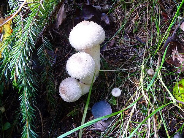 prášnica bradavičnatá Lycoperdon perlatum Pers.