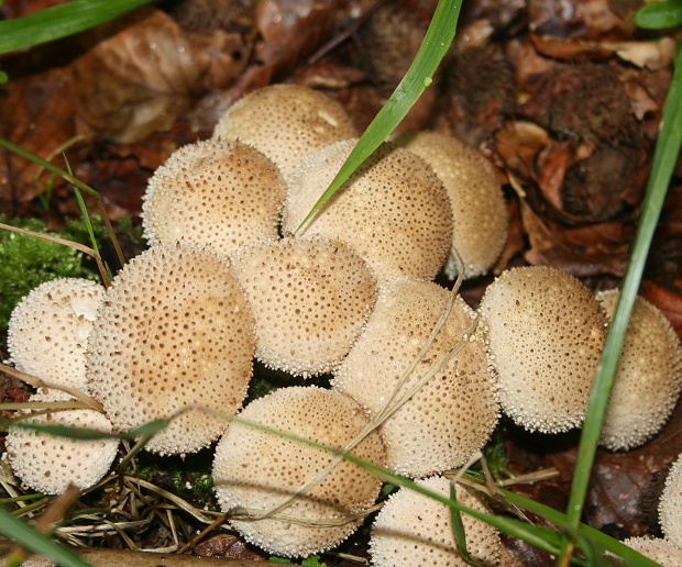 prášnica bradavičnatá  Lycoperdon perlatum Pers.