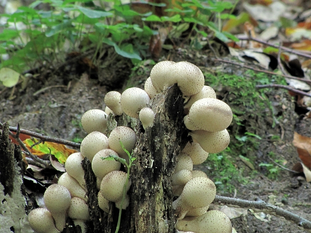 prášnica bradavičnatá-pýchavka obecná Lycoperdon perlatum Pers.