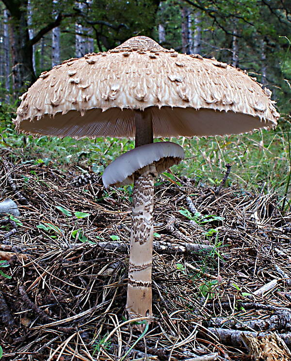 bedľa vysoká Macrolepiota procera (Scop.) Singer