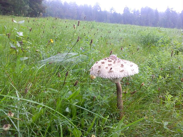 bedľa vysoká Macrolepiota procera (Scop.) Singer