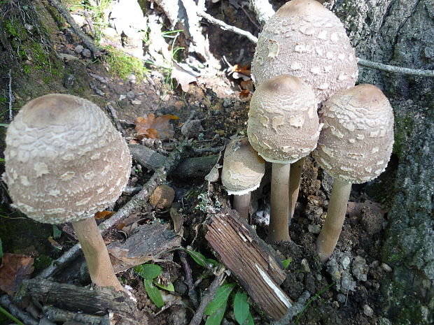 bedľa vysoká Macrolepiota procera (Scop.) Singer