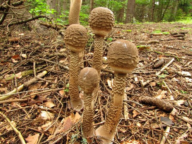 bedľa vysoká Macrolepiota procera (Scop.) Singer