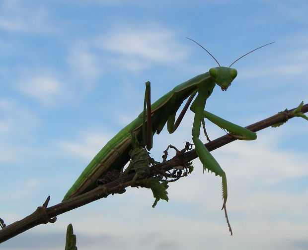 modlivka zelená Mantis religiosa