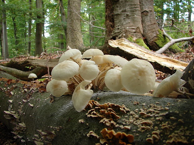 sliznačka obyčajná Mucidula mucida (Schrad.) Pat.