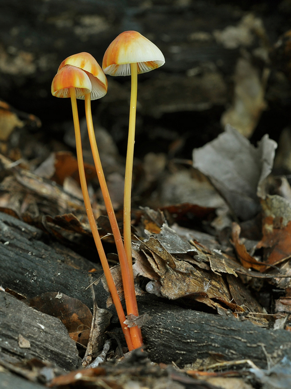 prilbička šafranová Mycena crocata (Schrad.) P. Kumm.