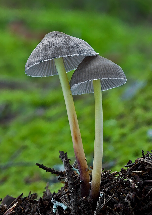 prilbička slizká želatínová Mycena epipterygia var. viscosa (Secr. ex Maire) Ricken