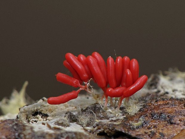 slizovka Myxomycetes