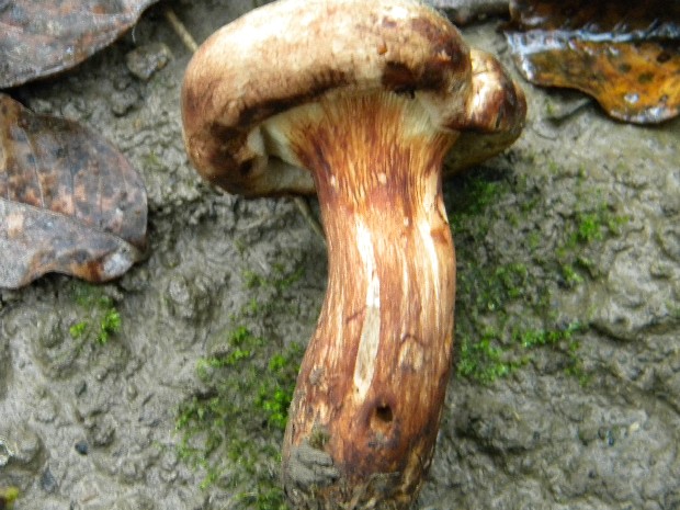 čechračka podvinutá Paxillus involutus (Batsch) Fr.