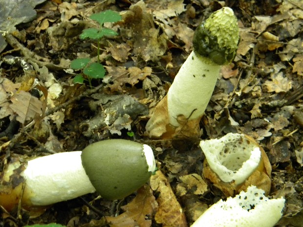 hadovka smradľavá Phallus impudicus L.