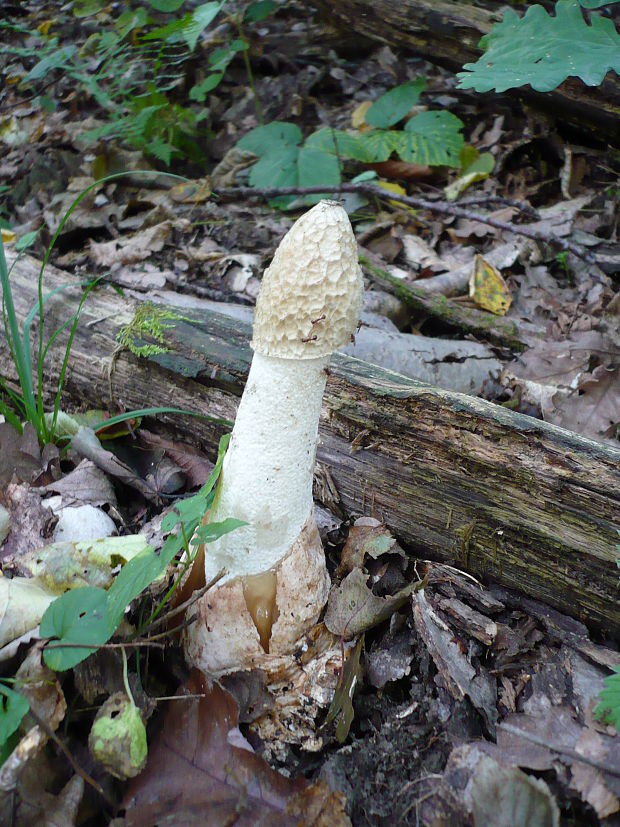 hadovka smradľavá Phallus impudicus L.