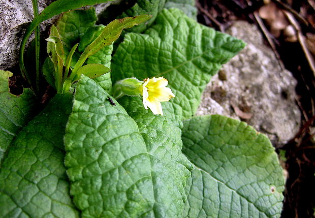 prvosienka bezbyľová Primula acaulis (L.) L.