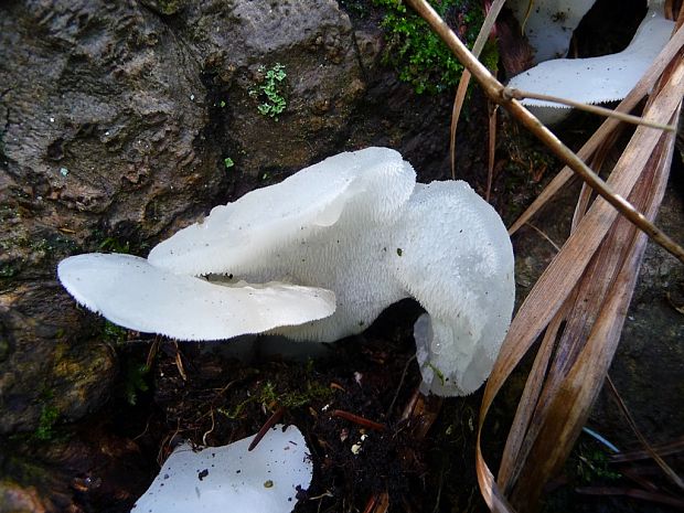 pajelenka želatínová Pseudohydnum gelatinosum (Scop.) P. Karst.