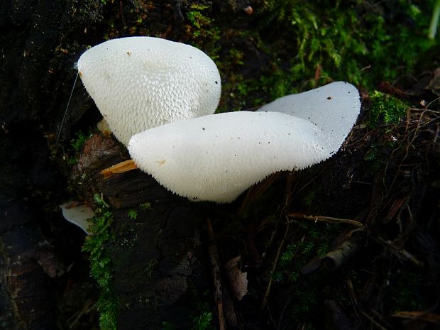 pajelenka želatínová Pseudohydnum gelatinosum (Scop.) P. Karst.