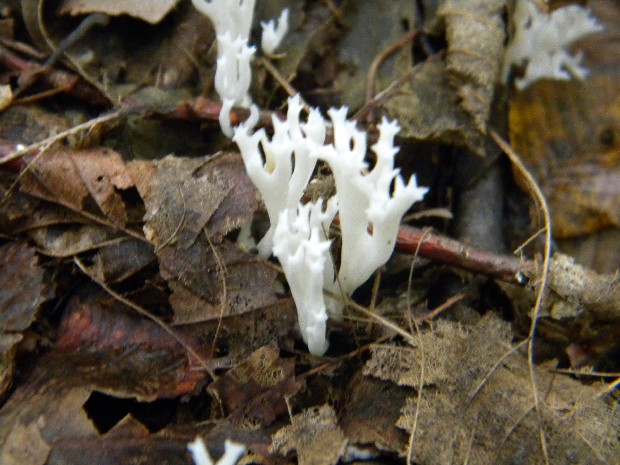 pastrapačka (Kunzova) Ramariopsis kunzei (Fr.) Corner