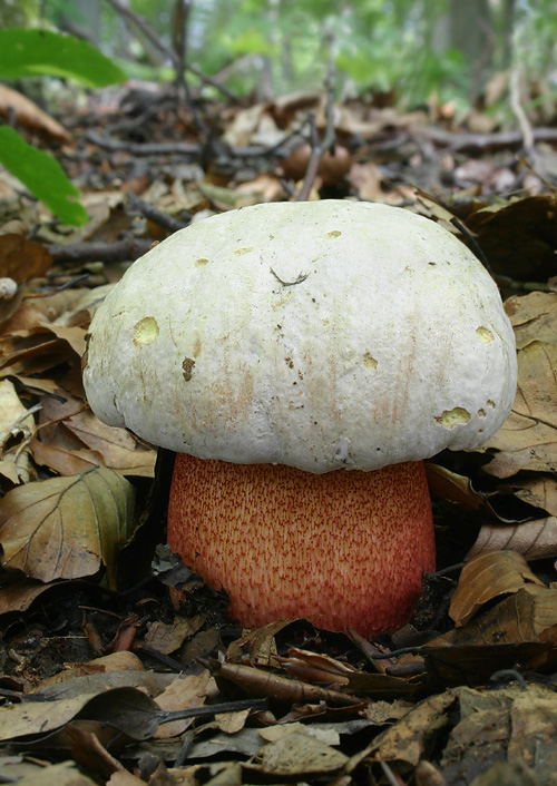 hríb purpurový Rubroboletus rhodoxanthus Kuan Zhao &amp; Zhu L. Yang