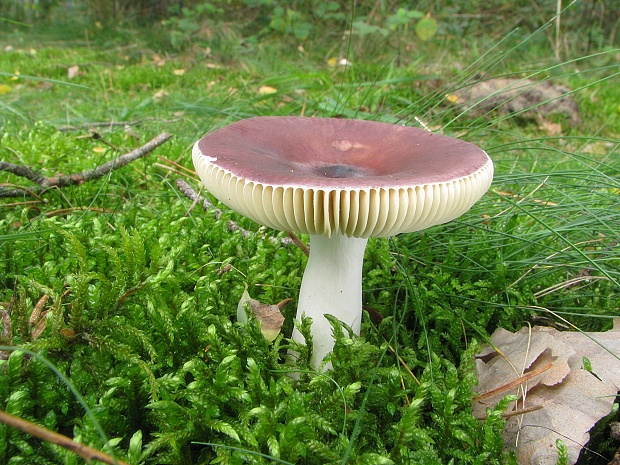 plávka Russula sp.