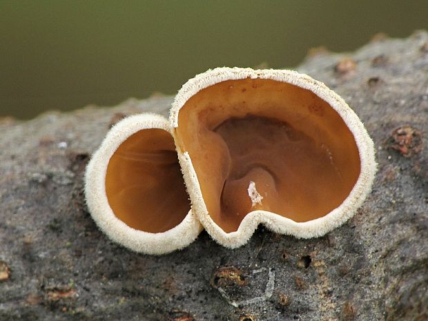 škľabka plstnatá Schizophyllum amplum (Lév.) Nakasone