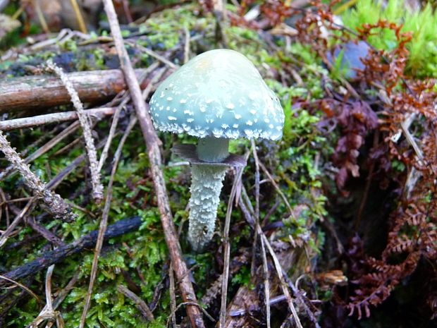 golierovka zelenkastá Stropharia aeruginosa (Curtis) Quél.