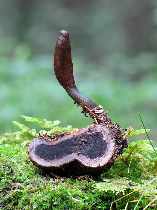 žezlovka srnková Tolypocladium ophioglossoides (J.F. Gmel.) Quandt, Kepler & Spatafora