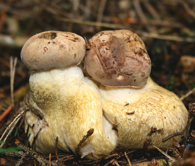 podhríb žlčový Tylopilus felleus (Bull.) P. Karst.