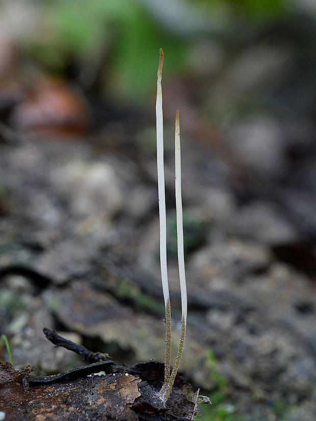 piestovka vysoká Typhula phacorrhiza (Reichard) Fr.