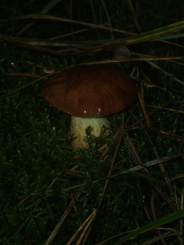 suchohríb Xerocomus sp.