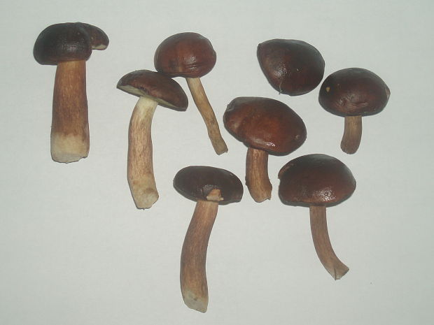 suchohríb Xerocomus sp.