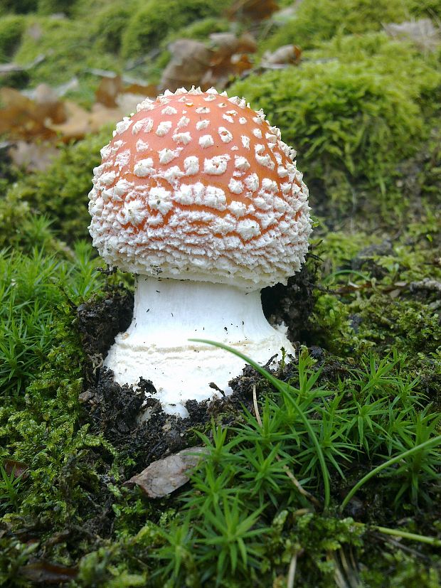 muchotrávka červená Amanita muscaria (L.) Lam.