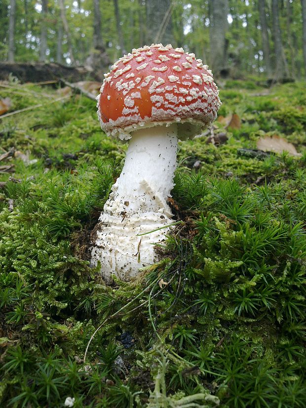 muchotrávka červená Amanita muscaria (L.) Lam.