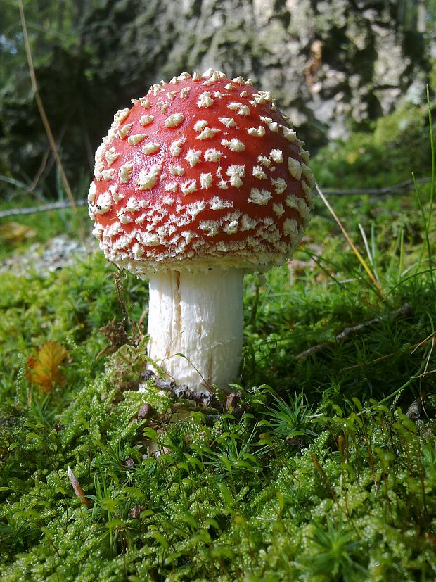 muchotrávka červená Amanita muscaria (L.) Lam.