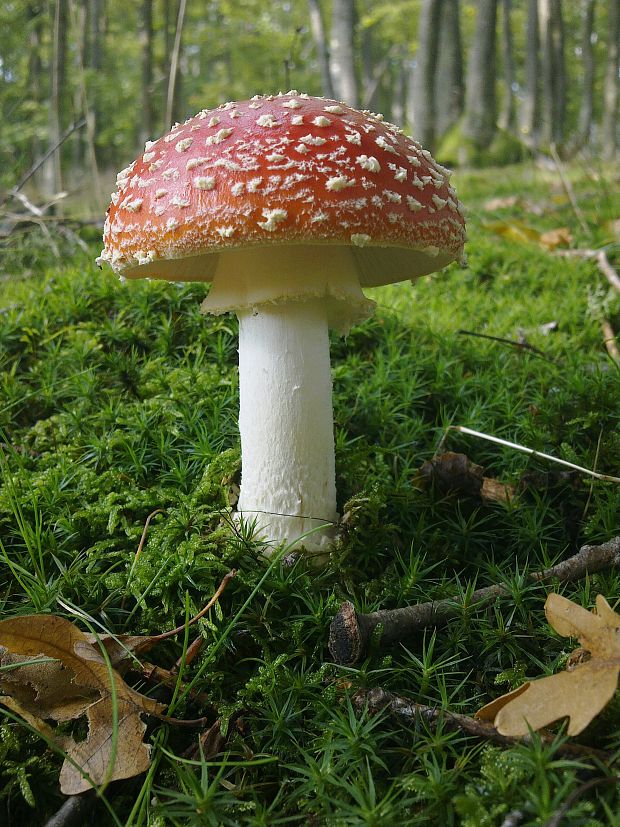 muchotrávka červená Amanita muscaria (L.) Lam.