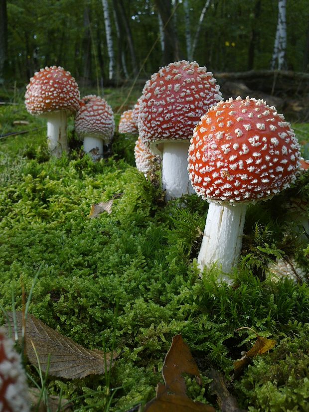 muchotrávka červená Amanita muscaria (L.) Lam.