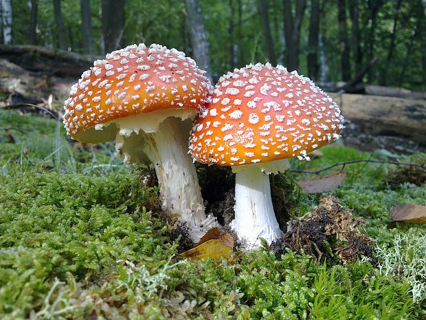 muchotrávka červená Amanita muscaria (L.) Lam.