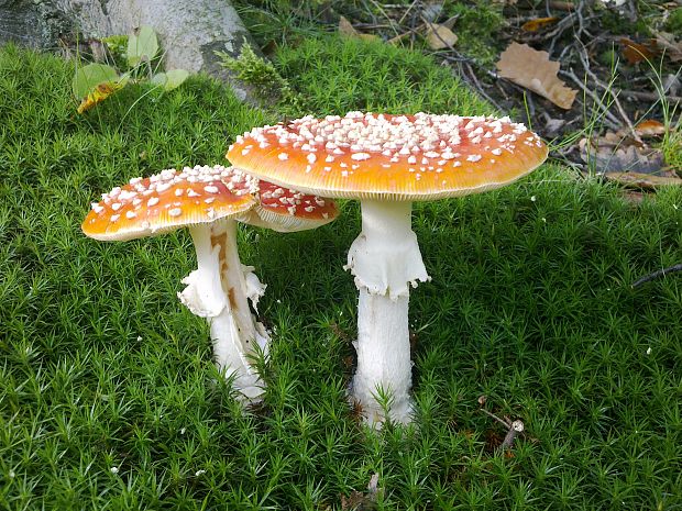 muchotrávka červená Amanita muscaria (L.) Lam.