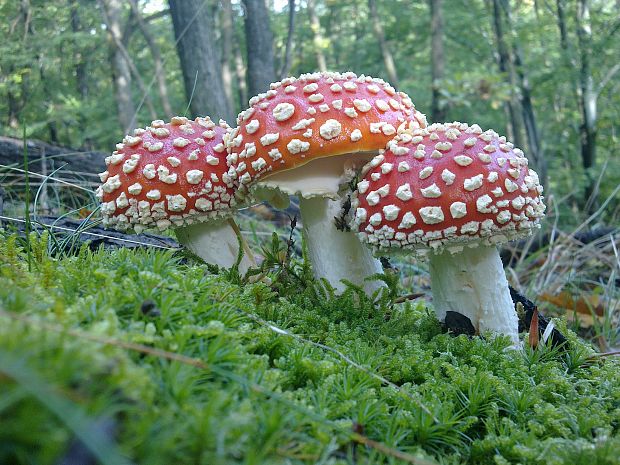 muchotrávka červená Amanita muscaria (L.) Lam.