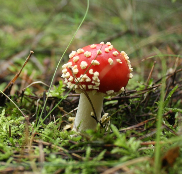 muchotrávka červená Amanita muscaria (L.) Lam.