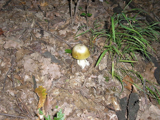 muchotrávka zelená Amanita phalloides (Vaill. ex Fr.) Link