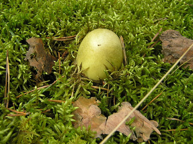 muchotrávka zelená Amanita phalloides (Vaill. ex Fr.) Link