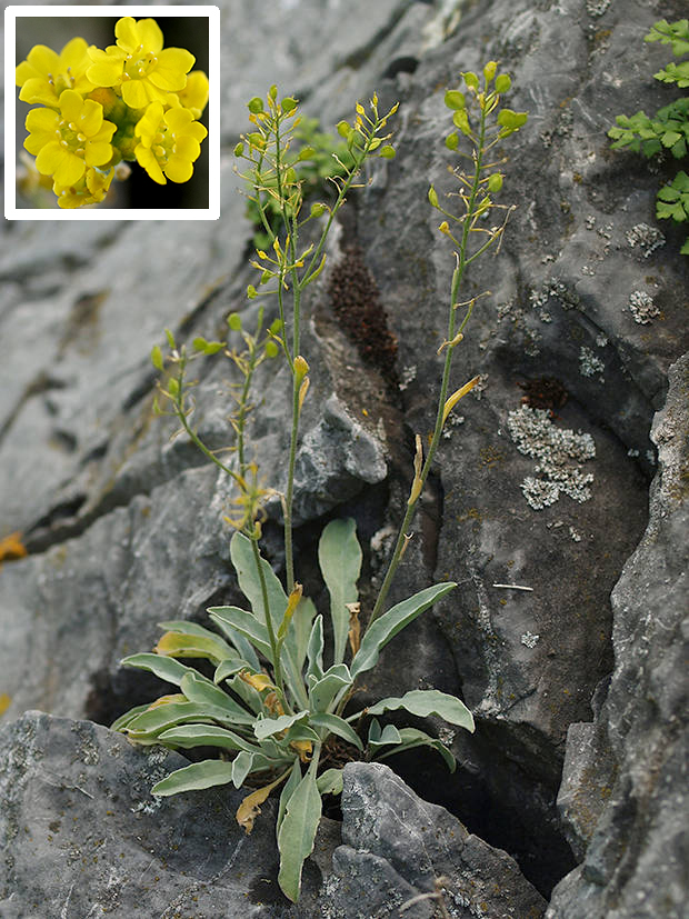 taričník skalný Aurinia saxatilis (L.) Desv.